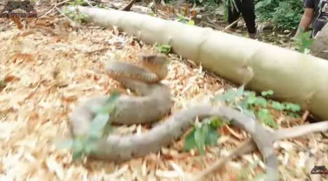 Bikin Heboh, Panji Petualang Bongkar Sarang Ular Bertaring Panjang, Endingnya…