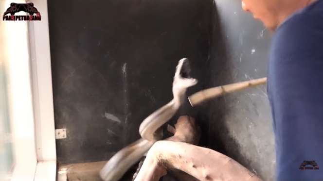 8 Foto Detik-detik Panji Petualang Nyaris Digigit Black Mamba KW, Ngeri Banget!