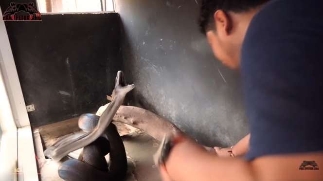 8 Foto Detik-detik Panji Petualang Nyaris Digigit Black Mamba KW, Ngeri Banget!