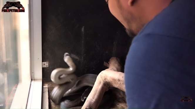 8 Foto Detik-detik Panji Petualang Nyaris Digigit Black Mamba KW, Ngeri Banget!