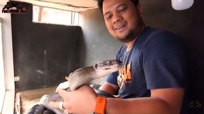 8 Foto Detik-detik Panji Petualang Nyaris Digigit Black Mamba KW, Ngeri Banget!