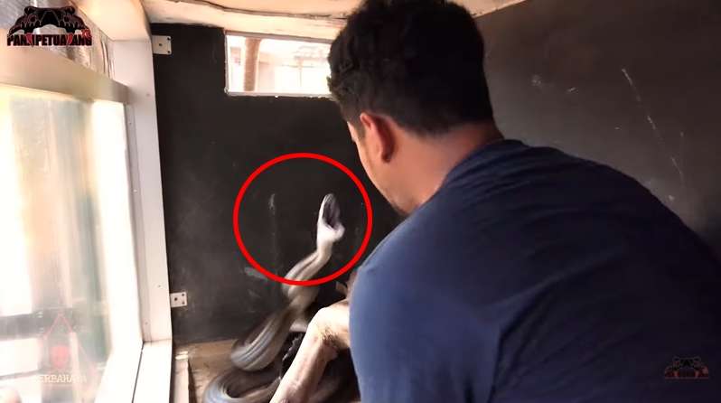 8 Foto Detik-detik Panji Petualang Nyaris Digigit Black Mamba KW, Ngeri Banget!