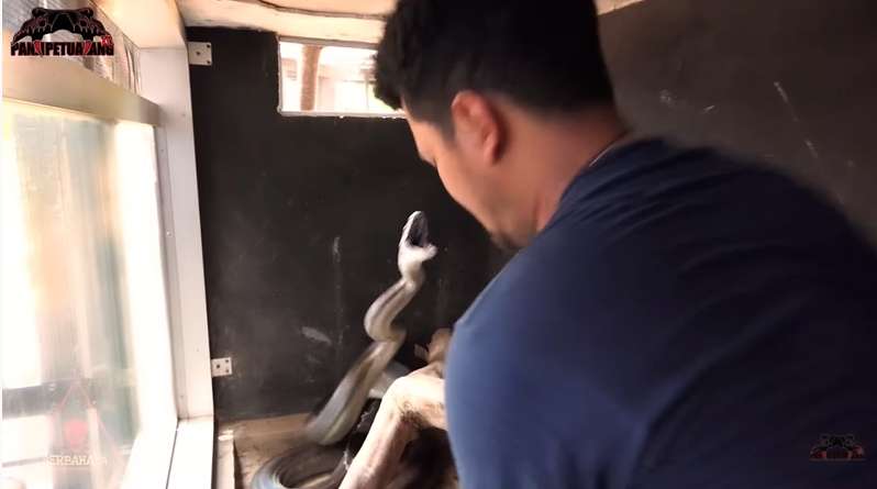 8 Foto Detik-detik Panji Petualang Nyaris Digigit Black Mamba KW, Ngeri Banget!