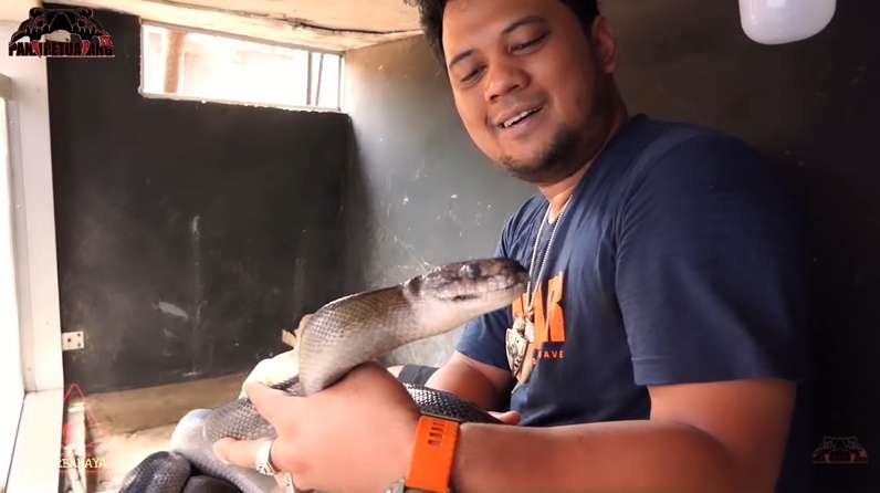 8 Foto Detik-detik Panji Petualang Nyaris Digigit Black Mamba KW, Ngeri Banget!
