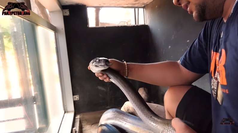 8 Foto Detik-detik Panji Petualang Nyaris Digigit Black Mamba KW, Ngeri Banget!