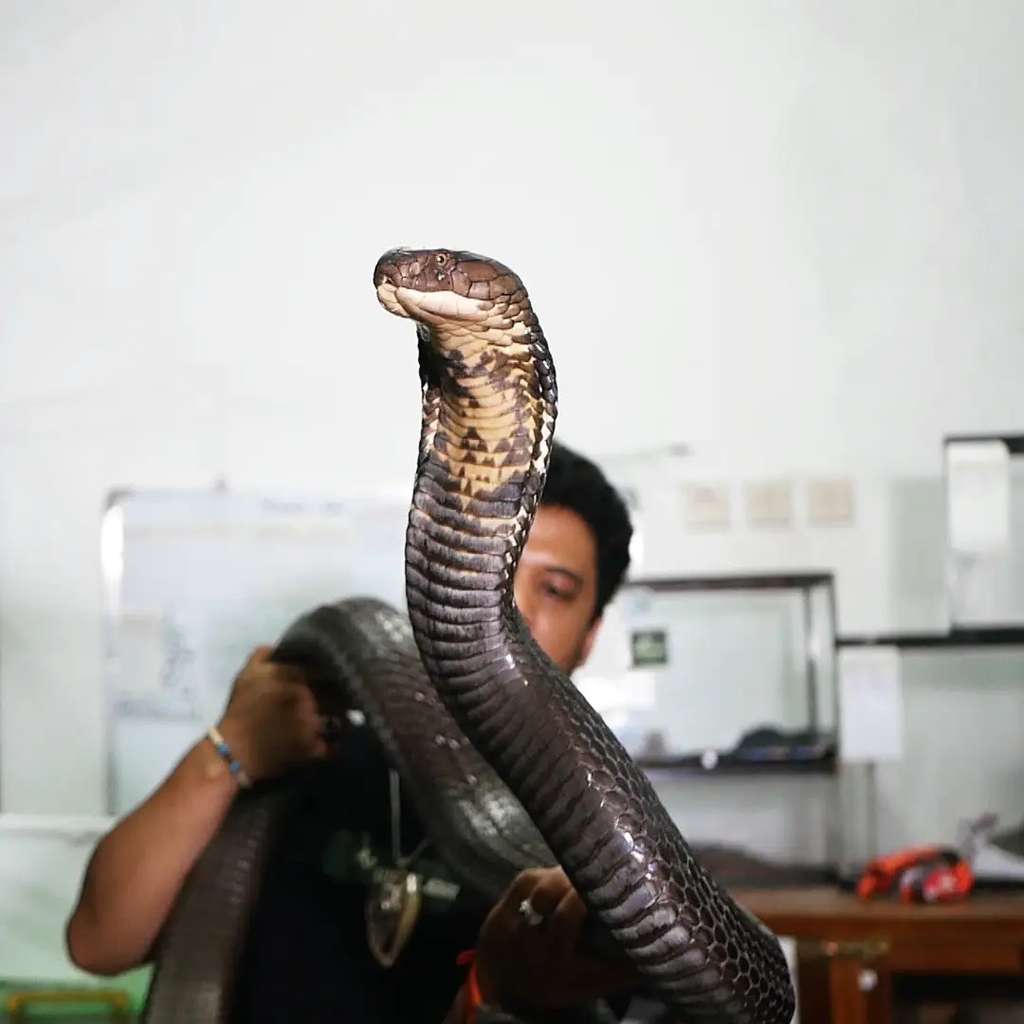 5 Potret Ular Koleksi Panji Petualang, Ada yang Bisa Nangis Seperti Manusia!