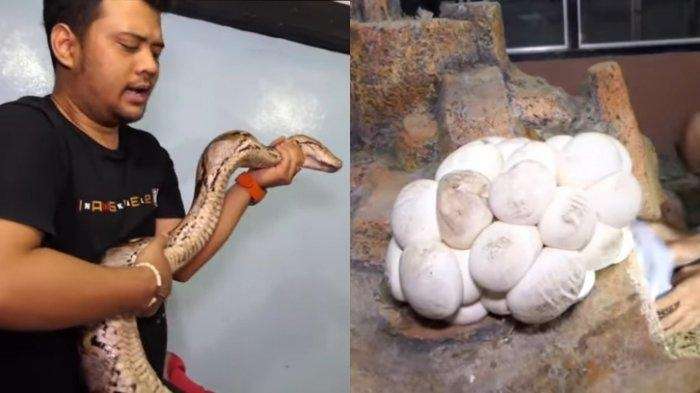 5 Potret Ular Koleksi Panji Petualang, Ada yang Bisa Nangis Seperti Manusia!