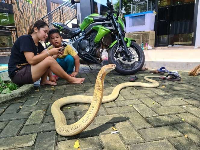 5 Potret Ular Koleksi Panji Petualang, Ada yang Bisa Nangis Seperti Manusia!