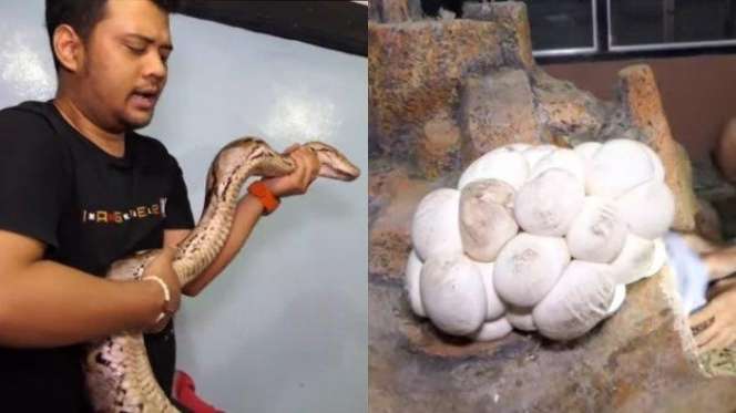 5 Potret Ular Koleksi Panji Petualang, Ada yang Bisa Nangis Seperti Manusia!