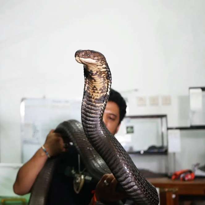 Bikin Bergidik! Lihat Kondisi Ular King Kobra 'Garaga' Milik Panji Petualang Sekarang