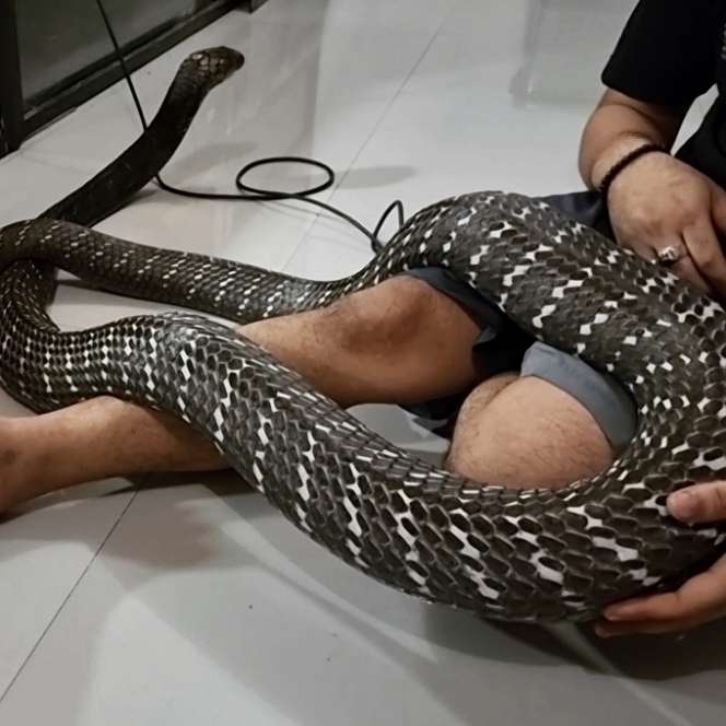 Bikin Bergidik! Lihat Kondisi Ular King Kobra 'Garaga' Milik Panji Petualang Sekarang