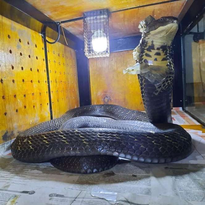 Bikin Bergidik! Lihat Kondisi Ular King Kobra 'Garaga' Milik Panji Petualang Sekarang