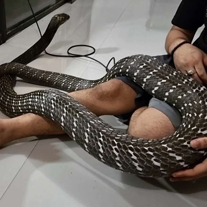 Bikin Bergidik! Lihat Kondisi Ular King Kobra 'Garaga' Milik Panji Petualang Sekarang