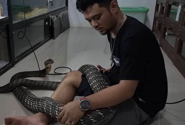 Bikin Bergidik! Lihat Kondisi Ular King Kobra 'Garaga' Milik Panji Petualang Sekarang