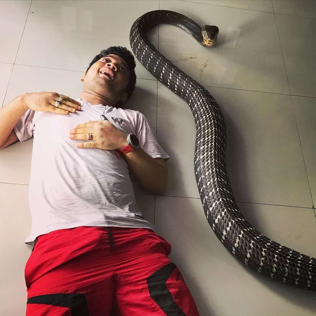 Bikin Bergidik! Lihat Kondisi Ular King Kobra 'Garaga' Milik Panji Petualang Sekarang