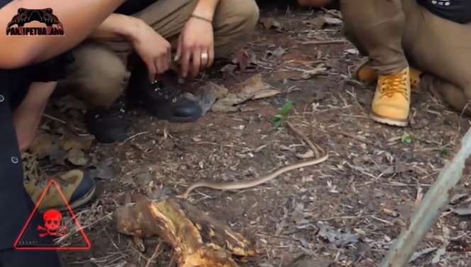 Ular Kecil Temuan Panji Petualang Ini Seganas King Kobra Garaga