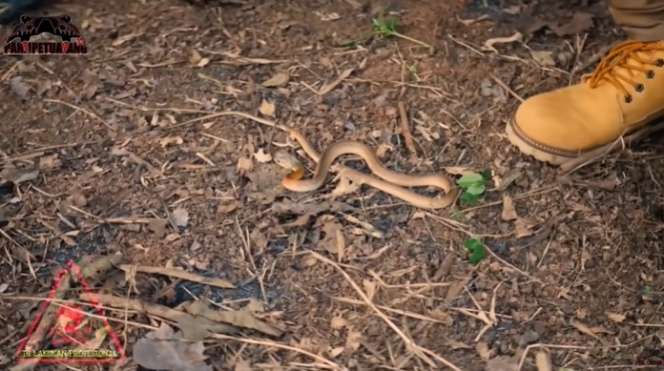 Ular Kecil Temuan Panji Petualang Ini Seganas King Kobra Garaga