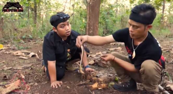 Ular Kecil Temuan Panji Petualang Ini Seganas King Kobra Garaga