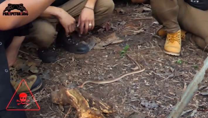 Ular Kecil Temuan Panji Petualang Ini Seganas King Kobra Garaga