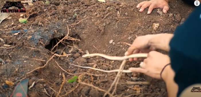 Ular Kecil Temuan Panji Petualang Ini Seganas King Kobra Garaga