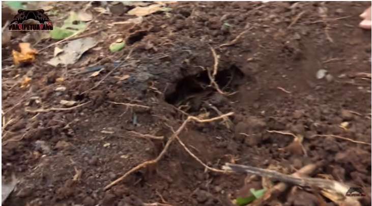 Ular Kecil Temuan Panji Petualang Ini Seganas King Kobra Garaga