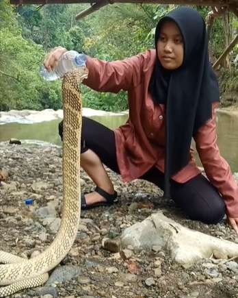 Merinding Abis! Gadis Ciamis Ini Kasih Minum King Kobra Pakai Tangan, Endingnya...