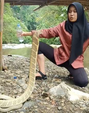 Merinding Abis! Gadis Ciamis Ini Kasih Minum King Kobra Pakai Tangan, Endingnya...