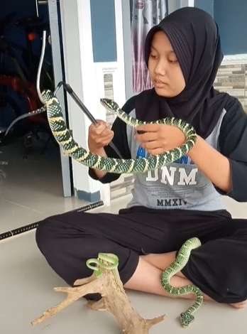 Merinding Abis! Gadis Ciamis Ini Kasih Minum King Kobra Pakai Tangan, Endingnya...