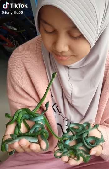 Merinding Abis! Gadis Ciamis Ini Kasih Minum King Kobra Pakai Tangan, Endingnya...
