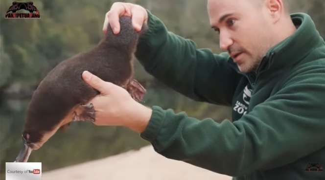 Musang Bermulut Bebek, Panji Petualang Ungkap Bisanya Tak Kalah Seram dengan Ular