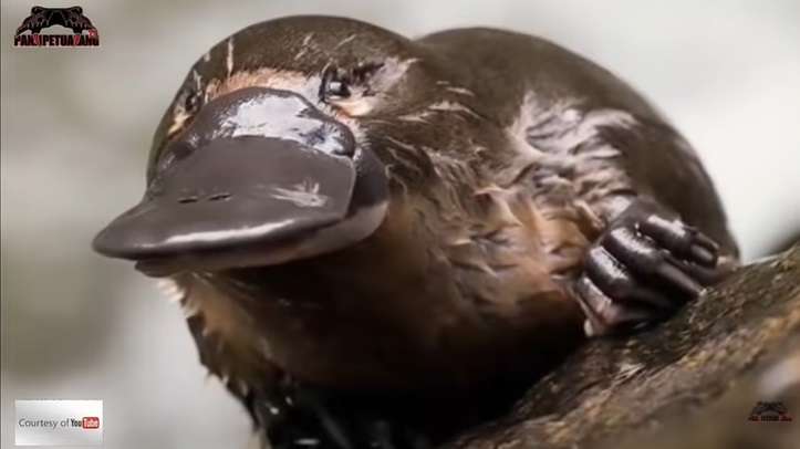 Musang Bermulut Bebek, Panji Petualang Ungkap Bisanya Tak Kalah Seram dengan Ular
