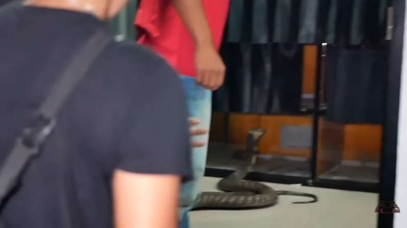 6 Potret Ngerinya Ular King Kobra 'Garaga' Panji Petualang Lepas dari Kandang, Semua Kru Panik!