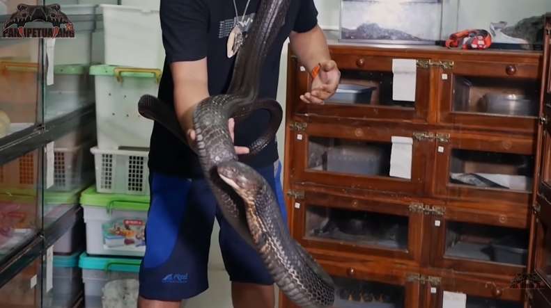 6 Potret Ngerinya Ular King Kobra 'Garaga' Panji Petualang Lepas dari Kandang, Semua Kru Panik!