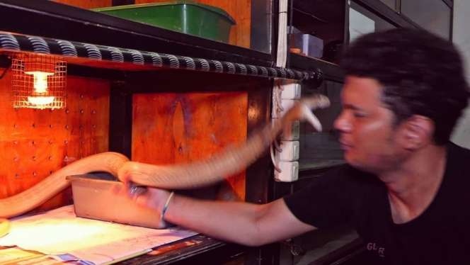 Detik-Detik Wajah Panji Petualang Dipatuk King Kobra, Sang Istri Auto Histeris!