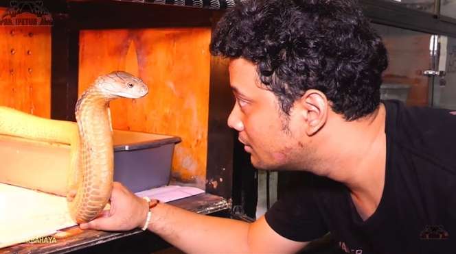 Bikin Bergidik! Lihat Kondisi Ular King Kobra ‘Goldi’ Milik Panji Petualang Usai Ganti Kulit