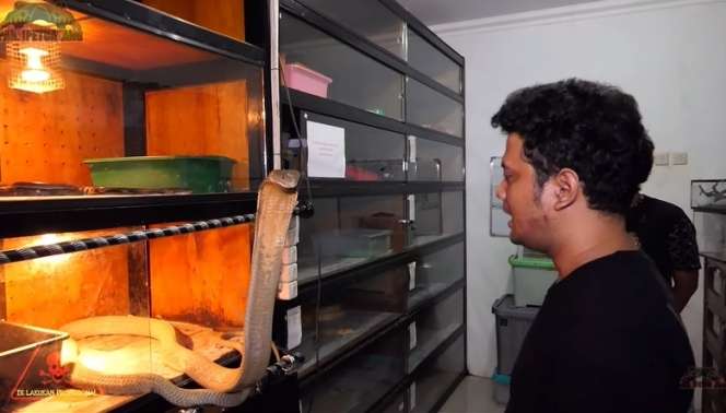 Bikin Bergidik! Lihat Kondisi Ular King Kobra ‘Goldi’ Milik Panji Petualang Usai Ganti Kulit