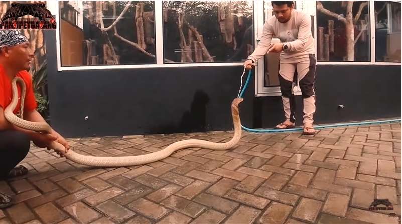 Bikin Bergidik! Lihat Kondisi Ular King Kobra ‘Goldi’ Milik Panji Petualang Usai Ganti Kulit