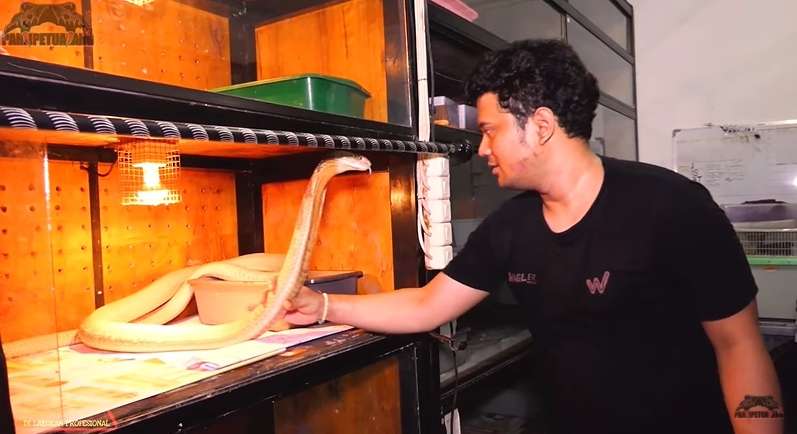 Bikin Bergidik! Lihat Kondisi Ular King Kobra ‘Goldi’ Milik Panji Petualang Usai Ganti Kulit
