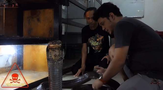Perubahan Tubuh King Kobra Garaga Panji Petualang Bikin Bergidik, Lihat Ukurannya!