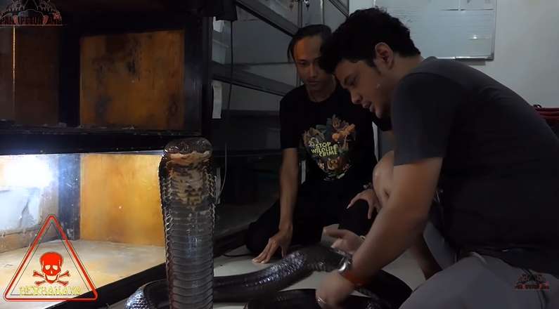 Perubahan Tubuh King Kobra Garaga Panji Petualang Bikin Bergidik, Lihat Ukurannya!