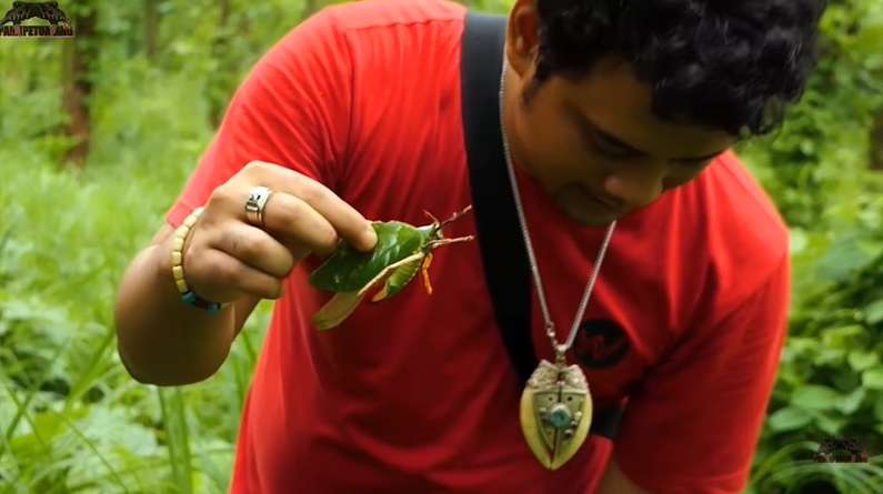 12 Potret Panji Petualang Dihadang Kobra Besar di Hutan, Ukurannya Bikin Bergidik!