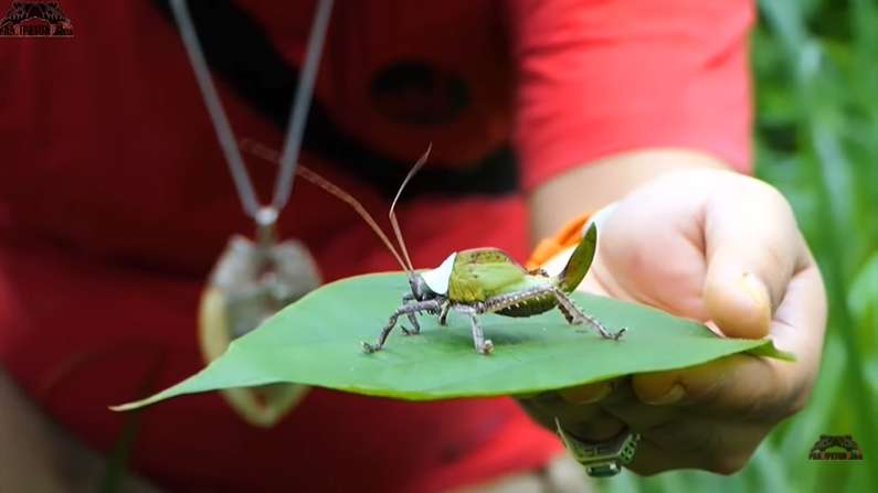 12 Potret Panji Petualang Dihadang Kobra Besar di Hutan, Ukurannya Bikin Bergidik!