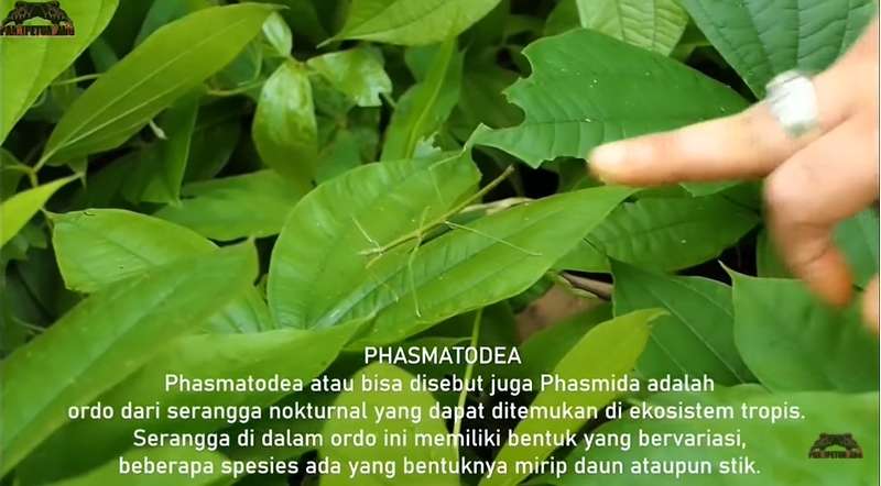 12 Potret Panji Petualang Dihadang Kobra Besar di Hutan, Ukurannya Bikin Bergidik!