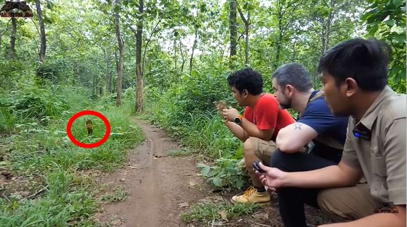 12 Potret Panji Petualang Dihadang Kobra Besar di Hutan, Ukurannya Bikin Bergidik!