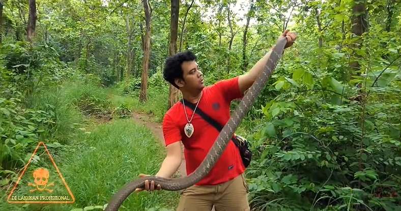 12 Potret Panji Petualang Dihadang Kobra Besar di Hutan, Ukurannya Bikin Bergidik!