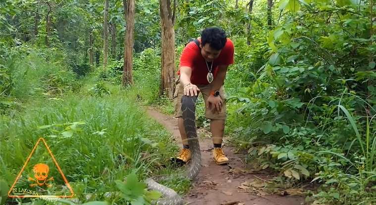 12 Potret Panji Petualang Dihadang Kobra Besar di Hutan, Ukurannya Bikin Bergidik!
