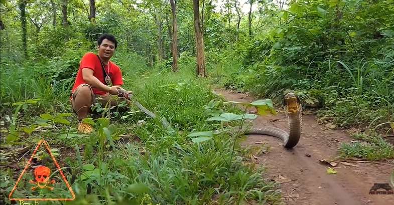 12 Potret Panji Petualang Dihadang Kobra Besar di Hutan, Ukurannya Bikin Bergidik!