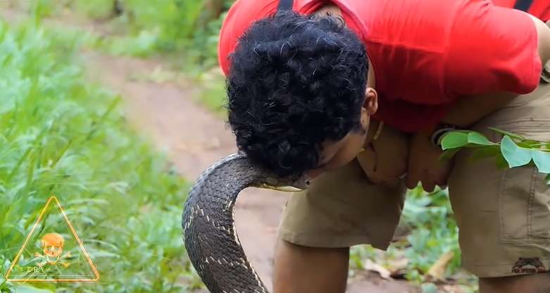 12 Potret Panji Petualang Dihadang Kobra Besar di Hutan, Ukurannya Bikin Bergidik!