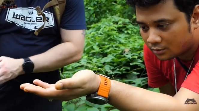 12 Potret Panji Petualang Dihadang Kobra Besar di Hutan, Ukurannya Bikin Bergidik!