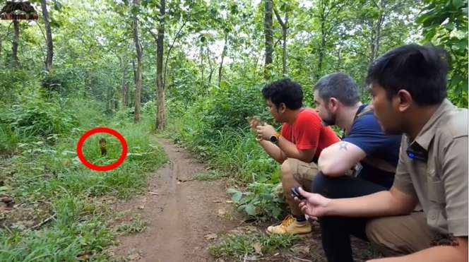 12 Potret Panji Petualang Dihadang Kobra Besar di Hutan, Ukurannya Bikin Bergidik!
